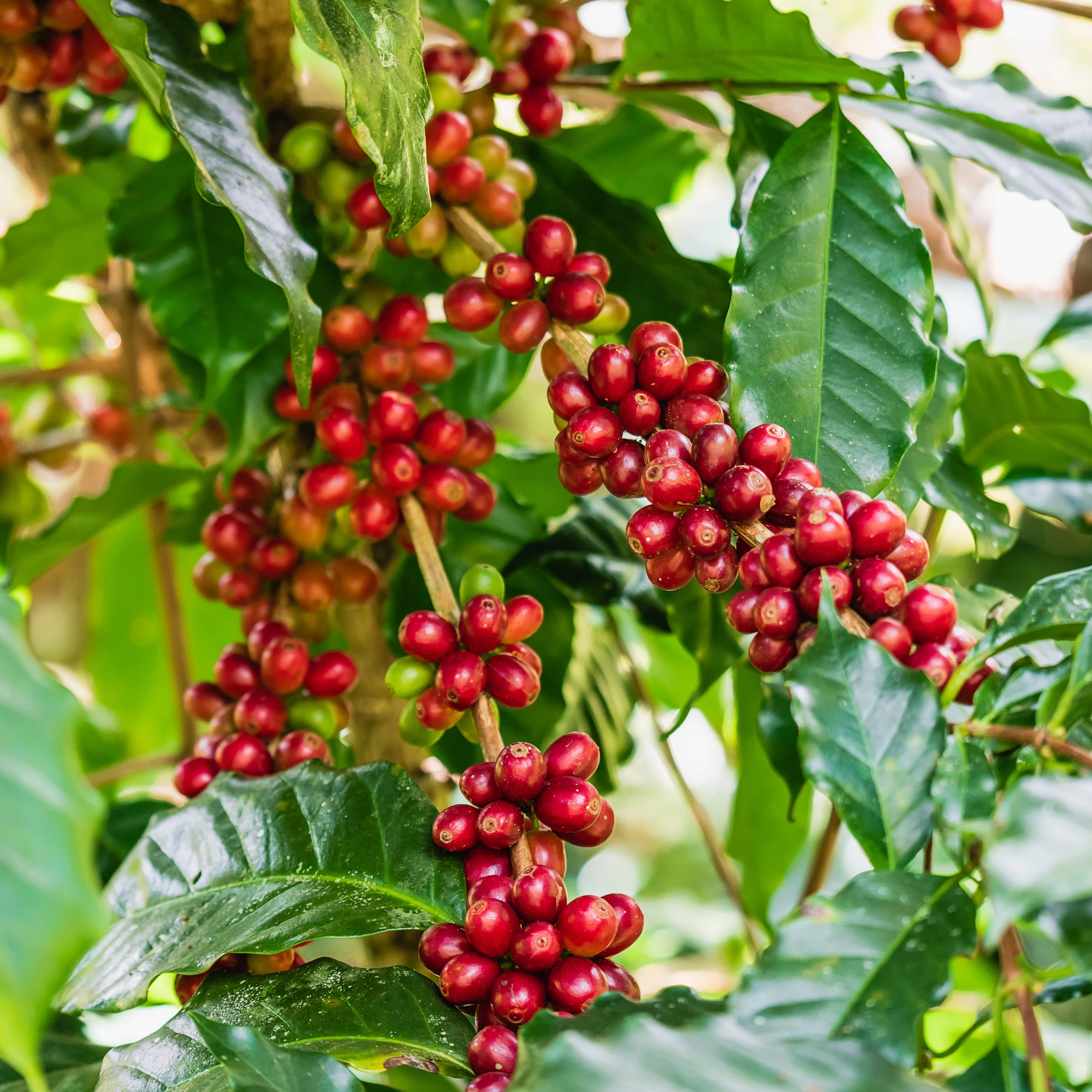 Kawa Fjordo Umba – świeże ziarna arabiki z Tanzanii